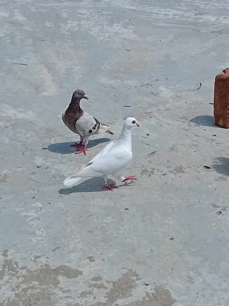 ducks & pigeon for sale 03189118189 — photo 9