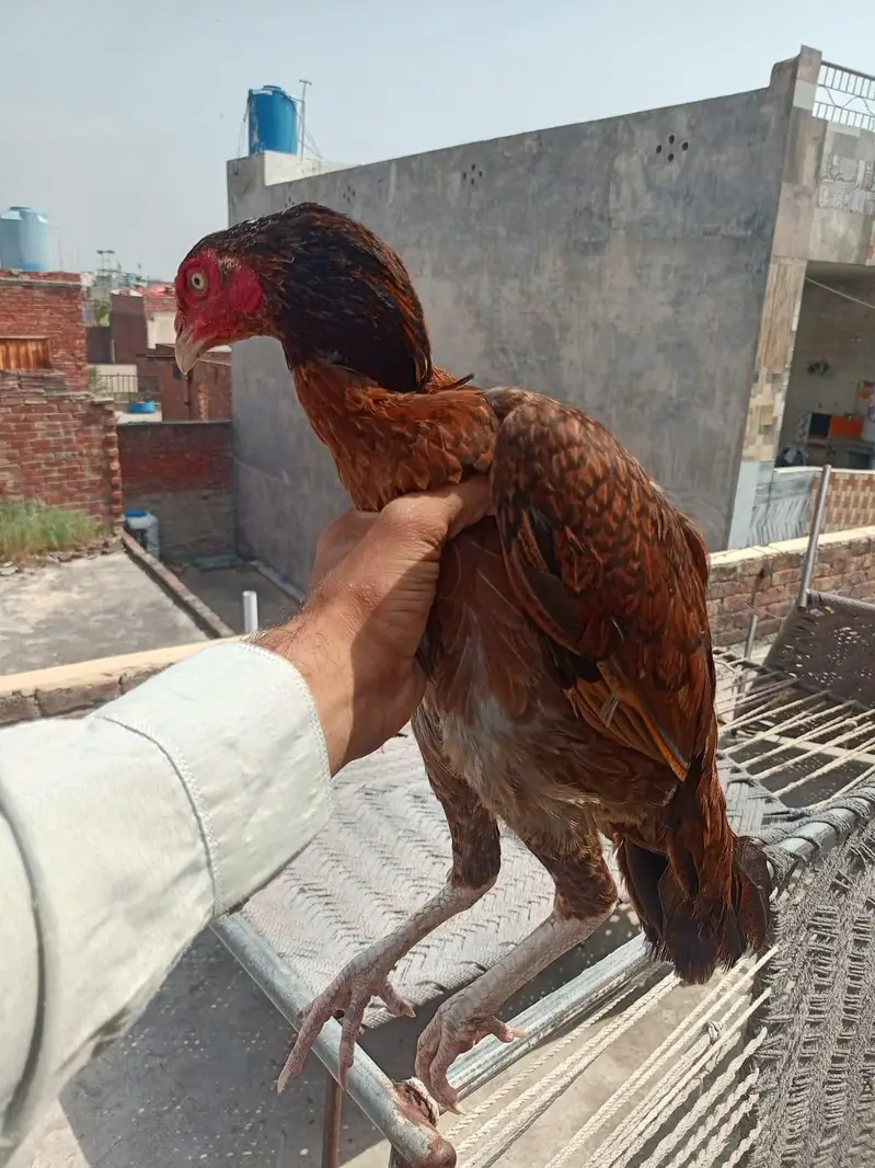 aseel male and female top quality — photo 7