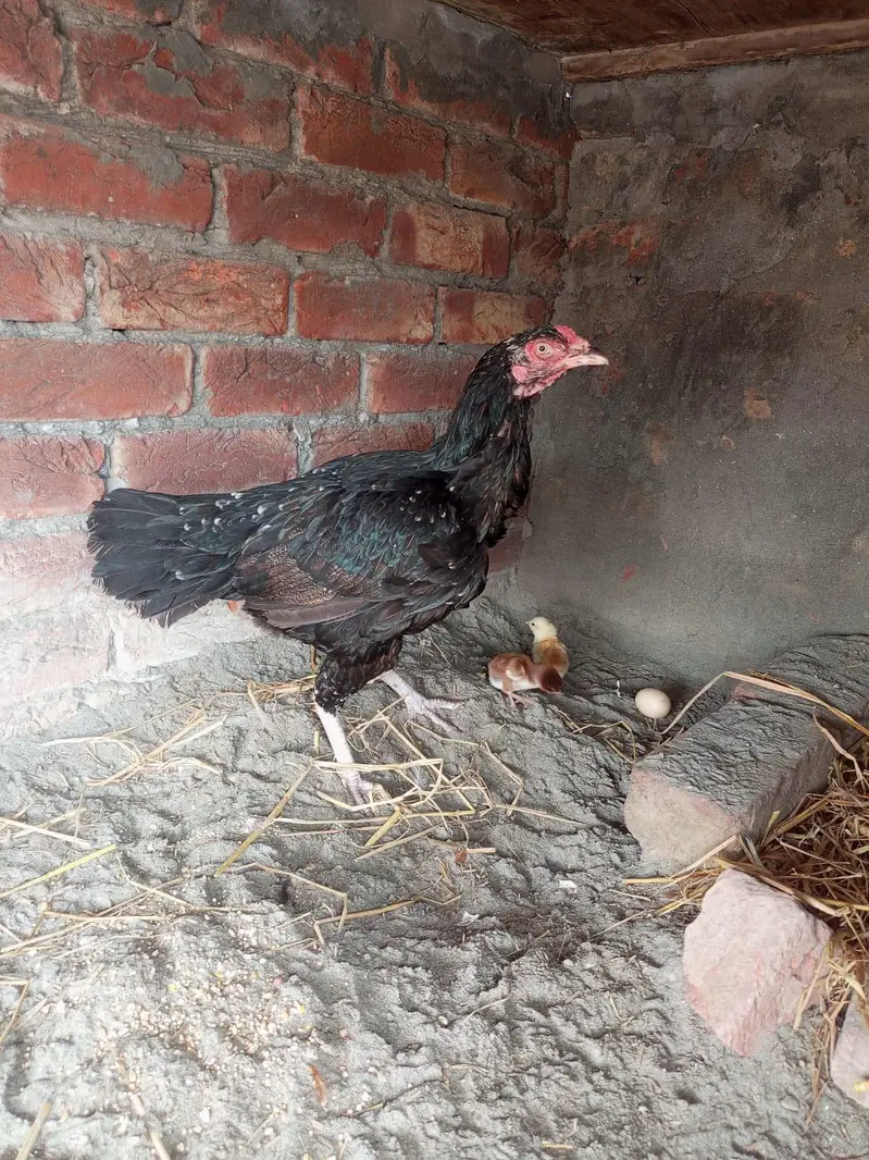 aseel male and female top quality — photo 10