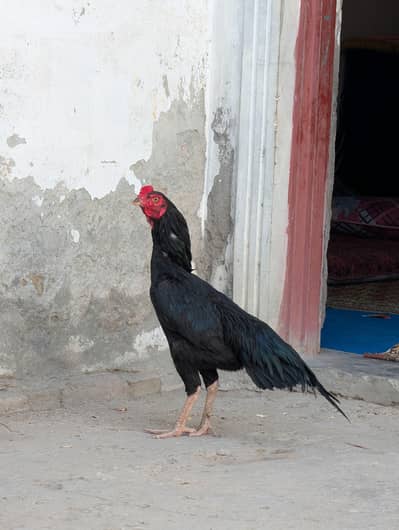 aseel murga menyawali