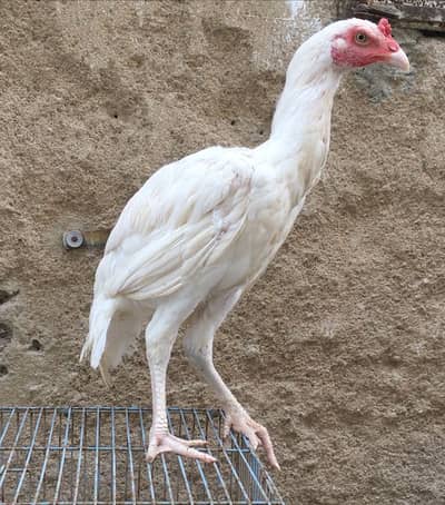 Heera Aseel Available For Sale