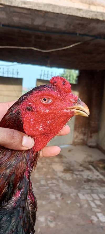 Hint+ pakoy quilty breeder