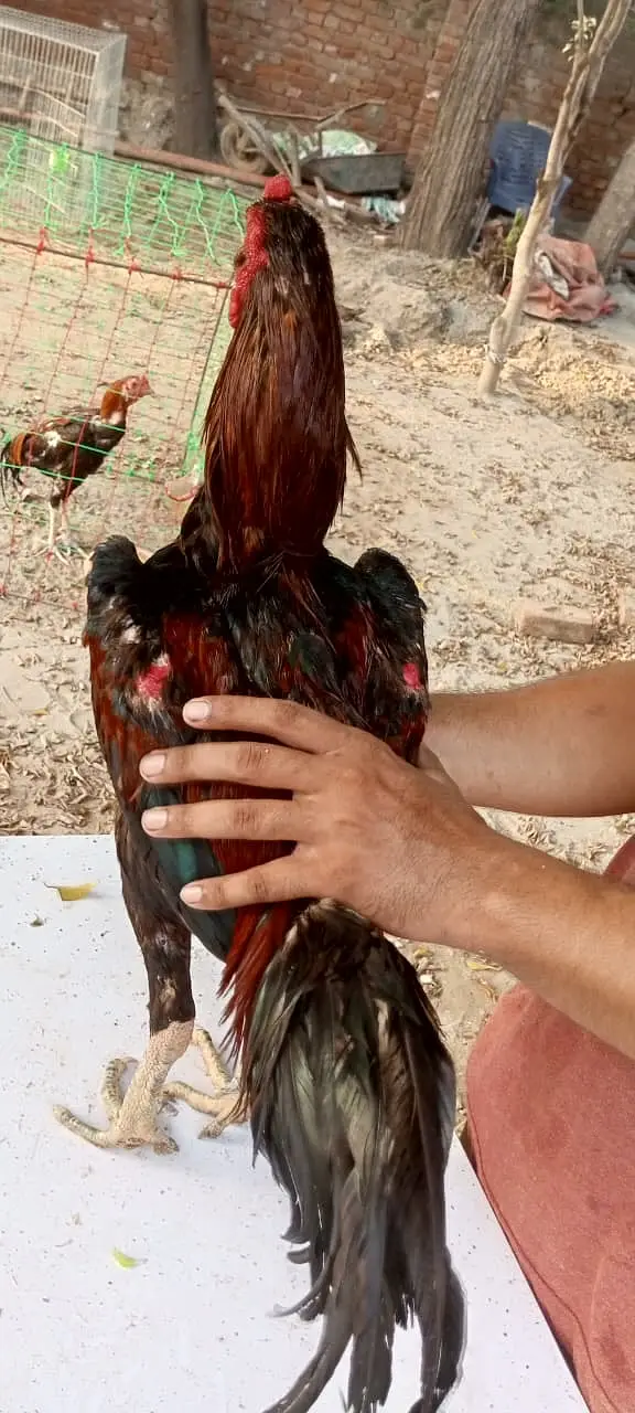 Hint+ pakoy quilty breeder — photo 3