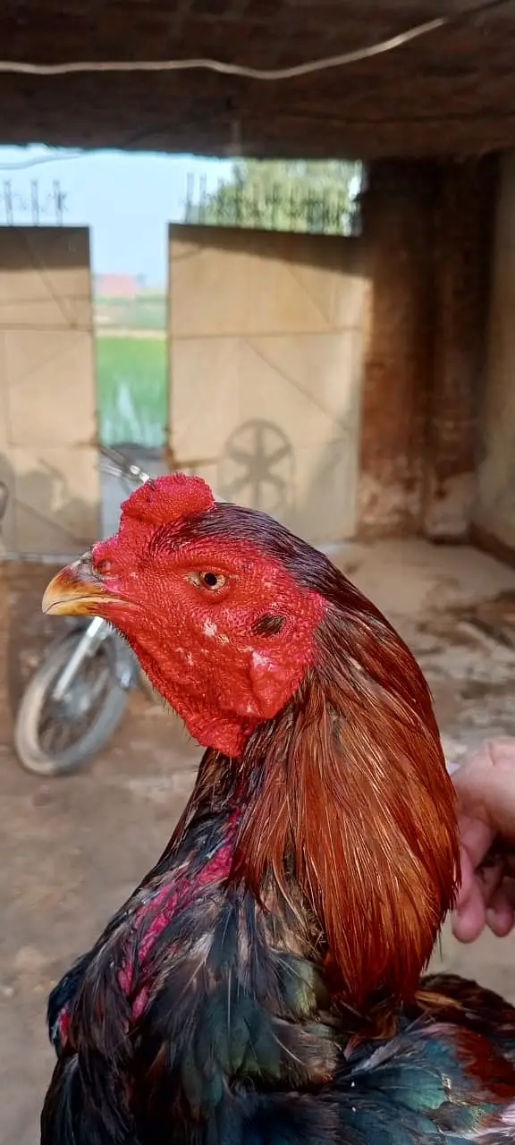 Hint+ pakoy quilty breeder — photo 4