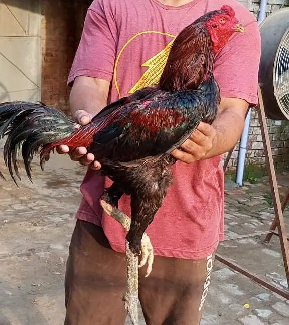 Hint+ pakoy quilty breeder — photo 5
