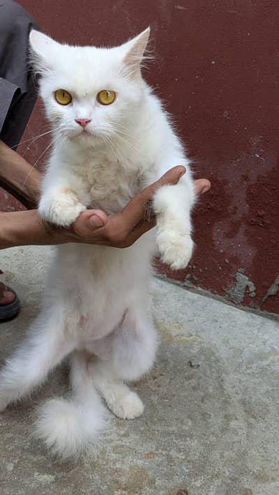 parshian cat