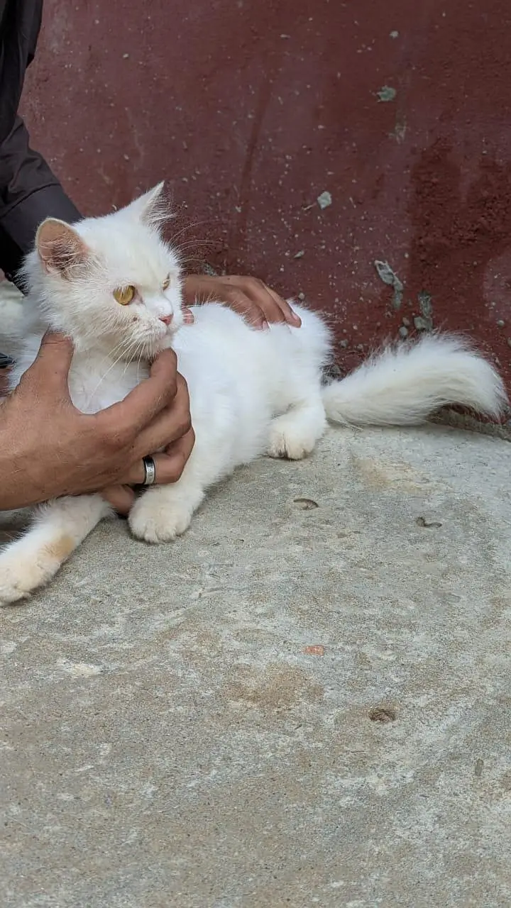 parshian cat — photo 2