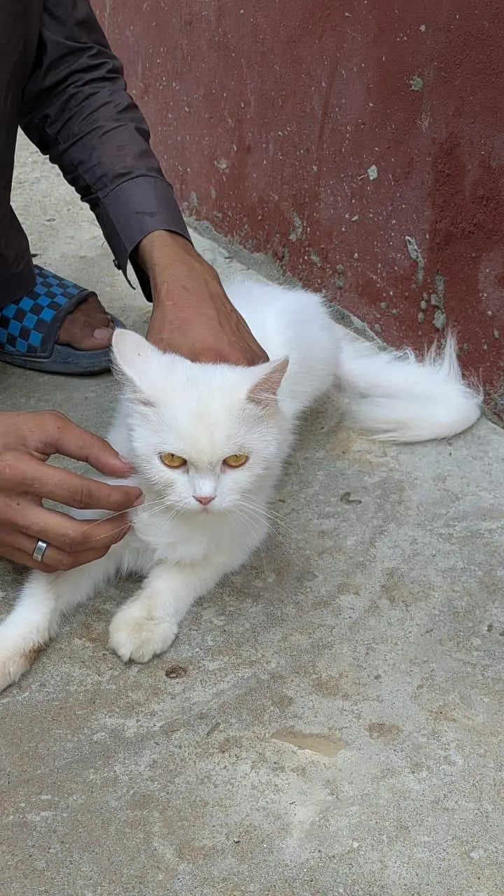 parshian cat — photo 3