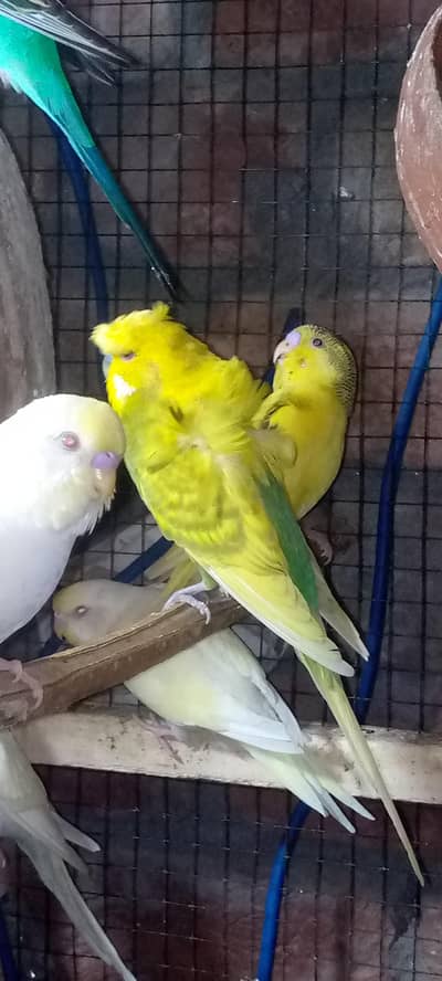 Hogoromo Breedar Pair For sale Exchange possible
