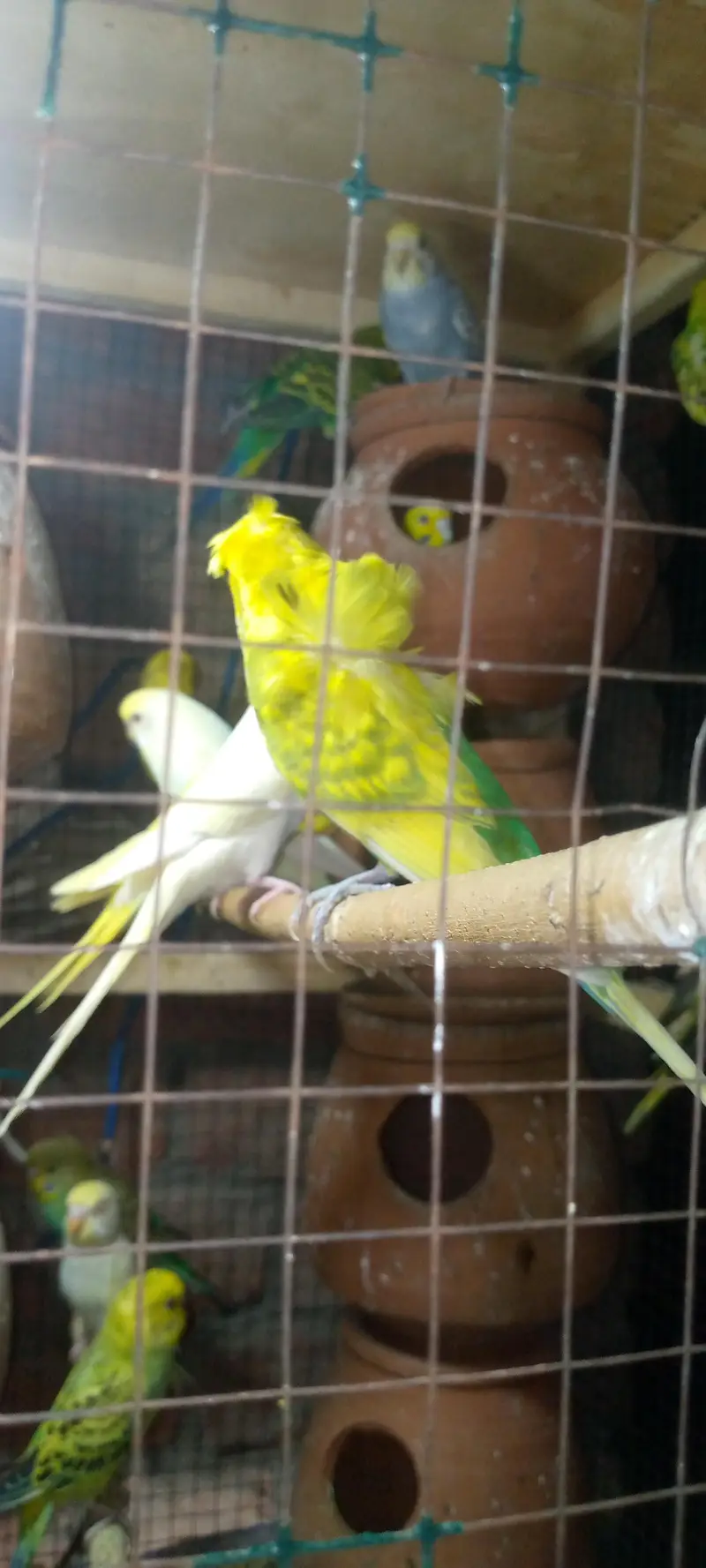Hogoromo Breedar Pair For sale Exchange possible — photo 6