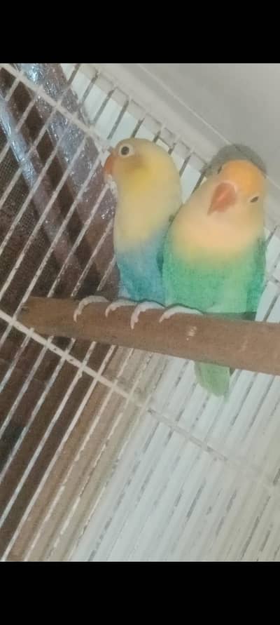 lovebirds mutation breeders