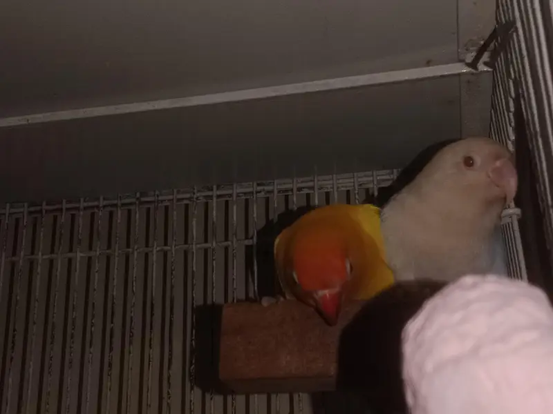 lovebirds mutation breeders — photo 2