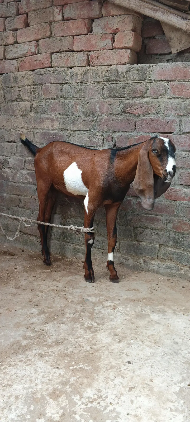 Argent for salle Gujranwala 40.000 — photo 2
