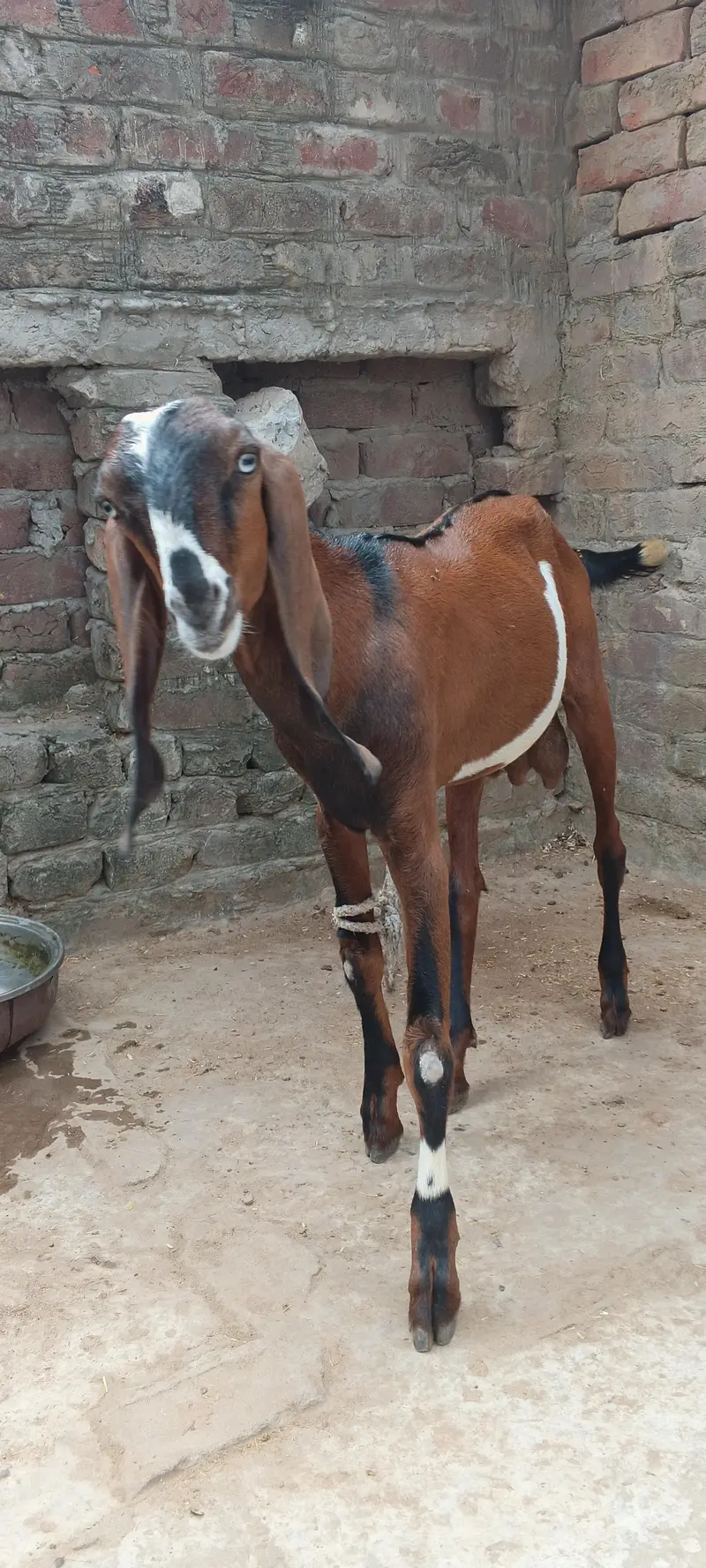 Argent for salle Gujranwala 40.000 — photo 3