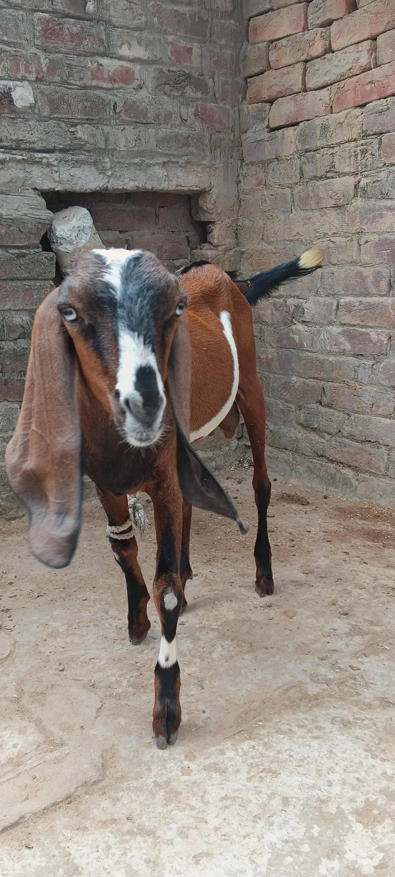 Argent for salle Gujranwala 40.000 — photo 4