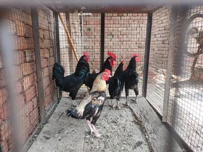 Australorp 4 Male & Aseel 1 Male