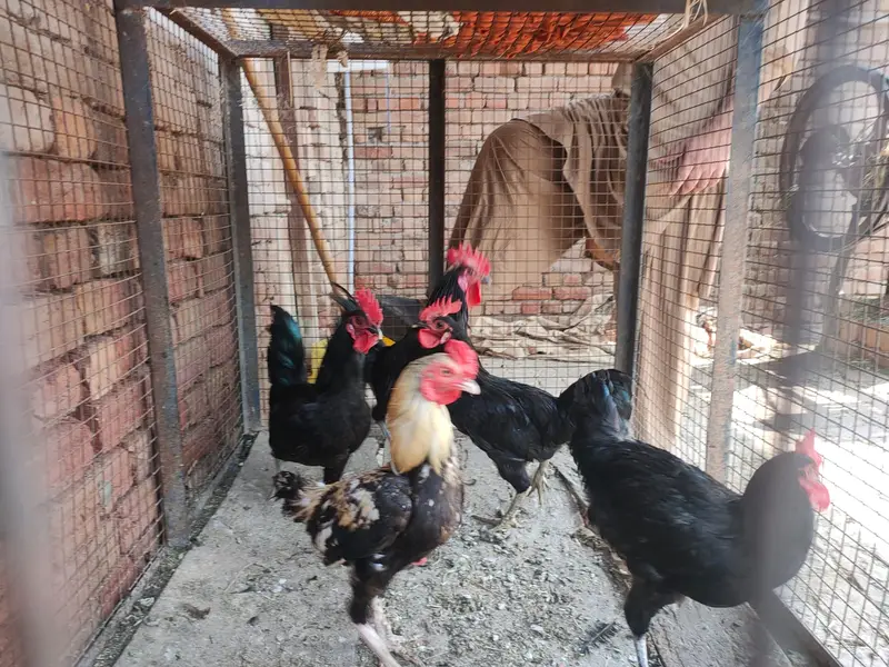 Australorp 4 Male & Aseel 1 Male — photo 2
