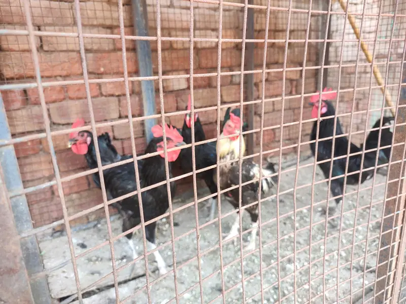 Australorp 4 Male & Aseel 1 Male — photo 3