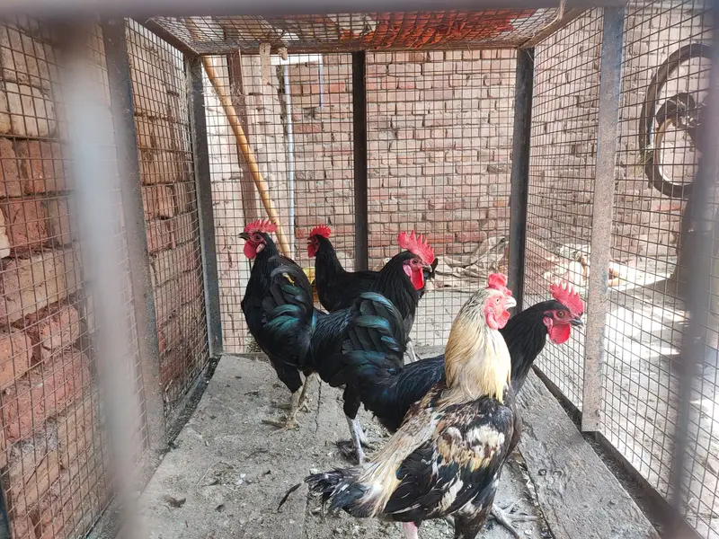 Australorp 4 Male & Aseel 1 Male — photo 4