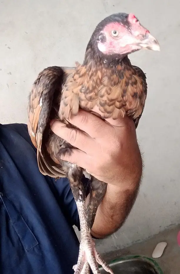 2 aseel murgee ha 1 shajree or aseel murgee — photo 2