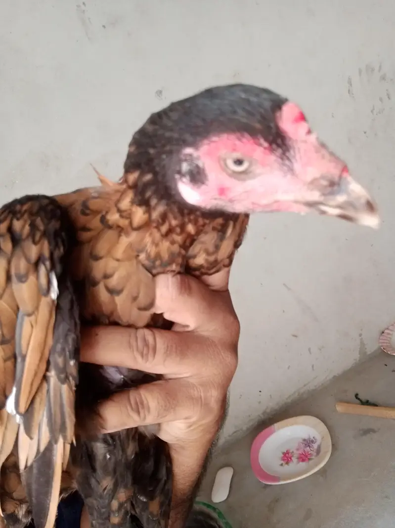 2 aseel murgee ha 1 shajree or aseel murgee — photo 4