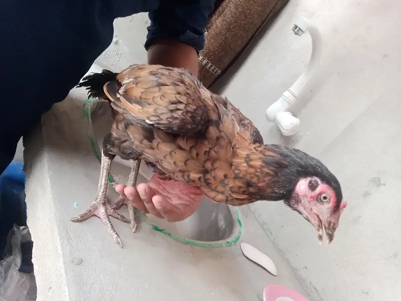 2 aseel murgee ha 1 shajree or aseel murgee — photo 5