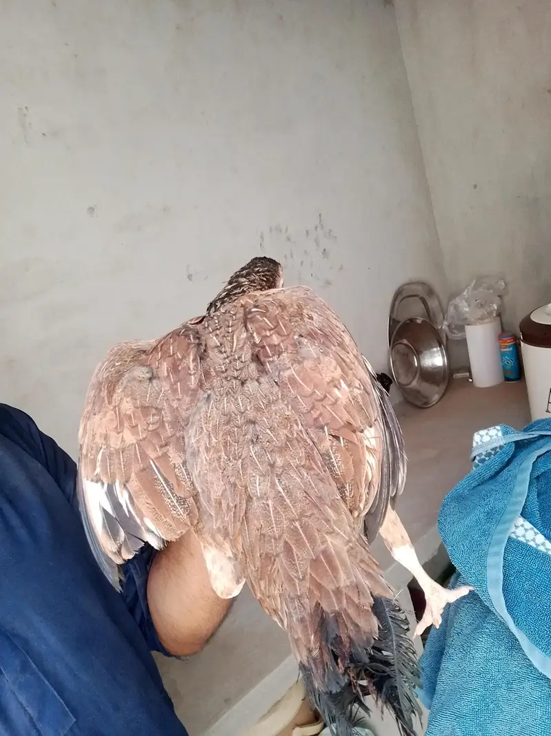 2 aseel murgee ha 1 shajree or aseel murgee — photo 8