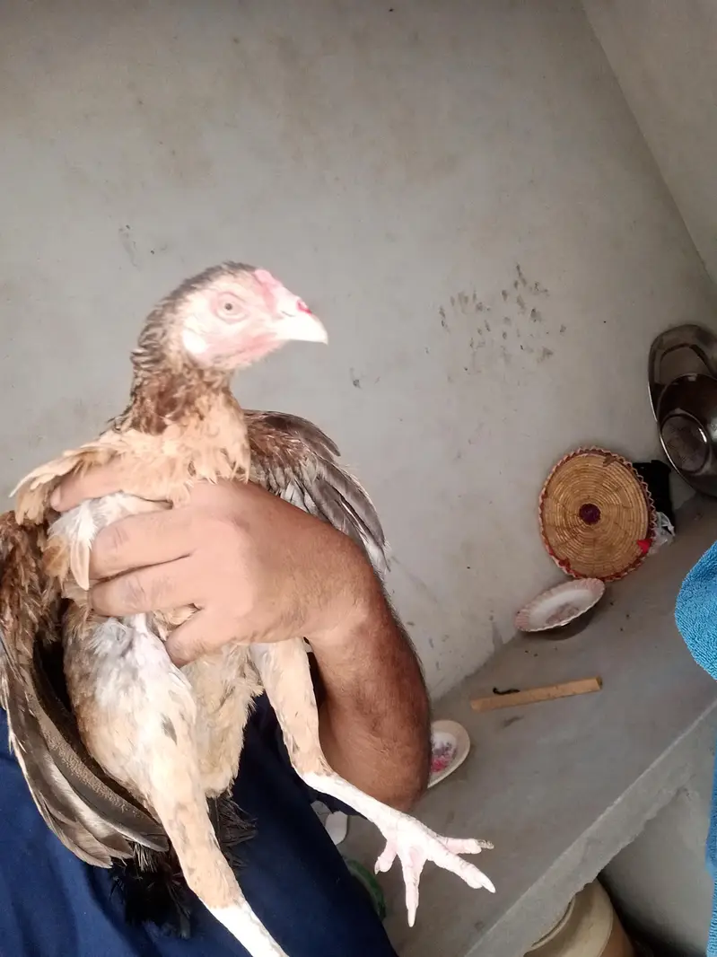2 aseel murgee ha 1 shajree or aseel murgee — photo 9