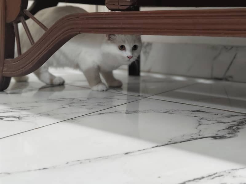 Persian Cat 1