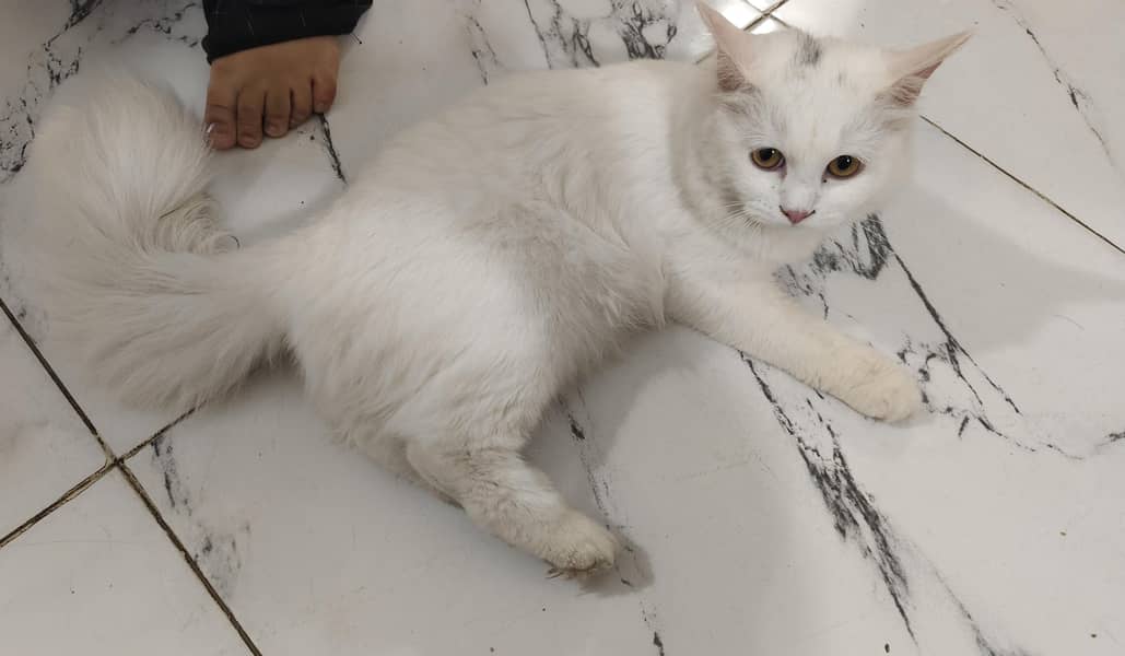 Persian Cat 2