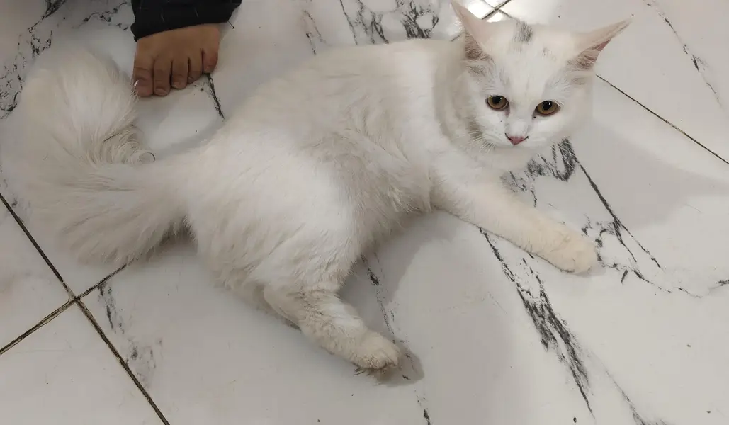 Persian Cat — photo 3