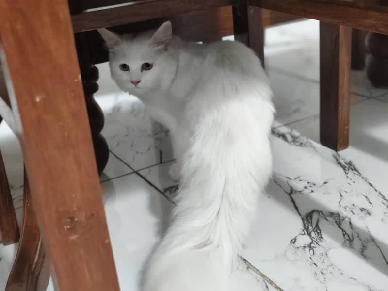 Persian Cat 3