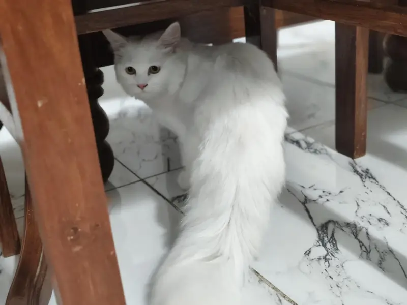 Persian Cat — photo 4
