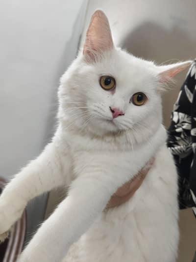 Persian Cat