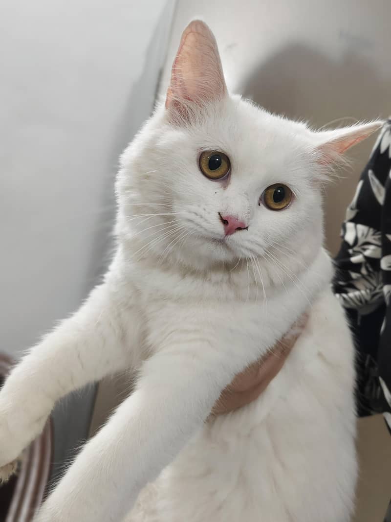 Persian Cat 0
