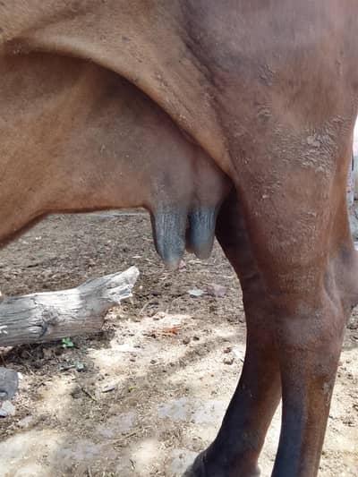 cow sahiwal waleti