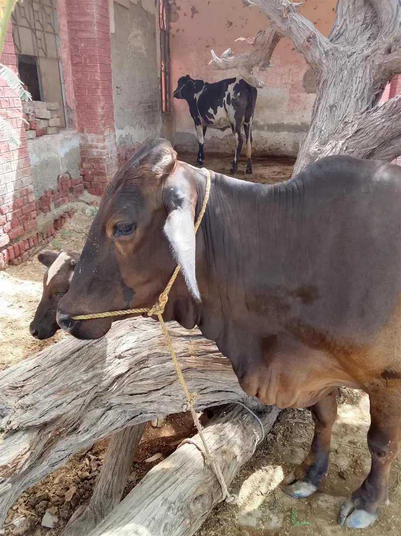 cow sahiwal waleti — photo 2