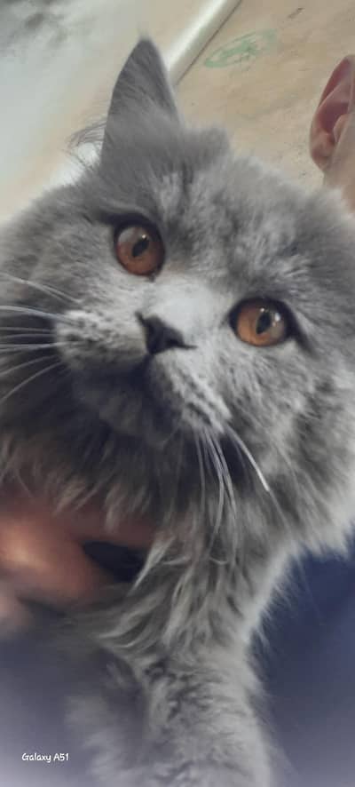 persian cat light silver colour