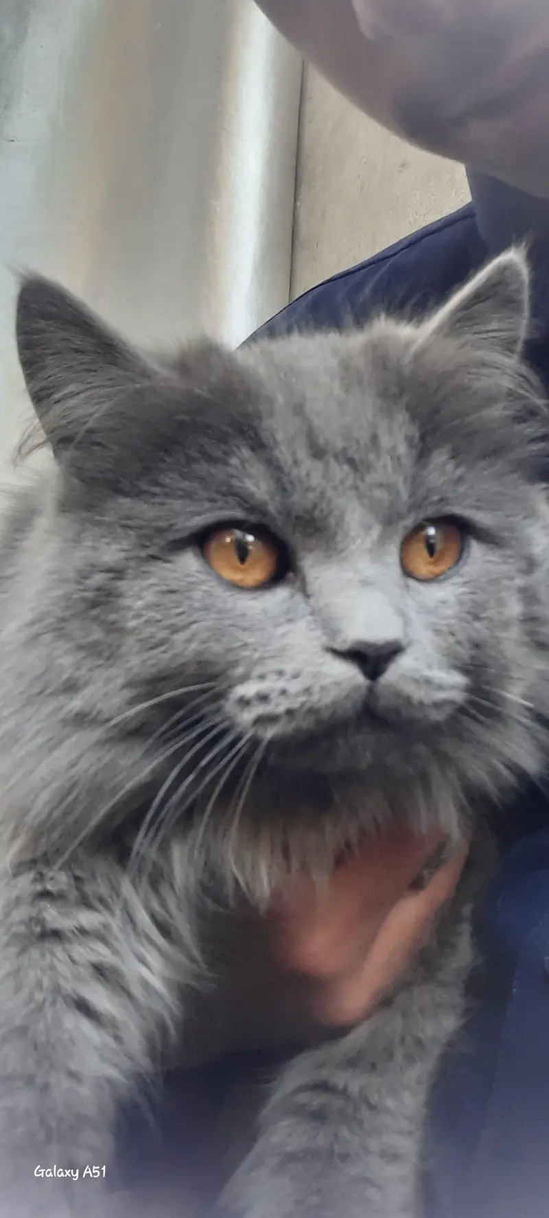 persian cat light silver colour — photo 4