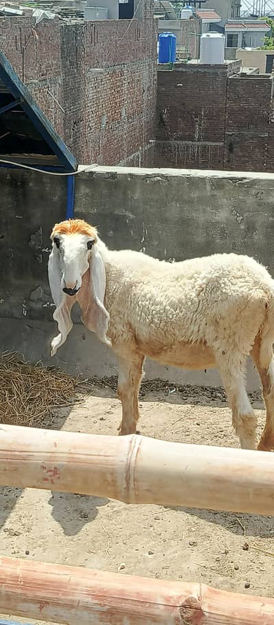 sheep/chatra/kajli sheep