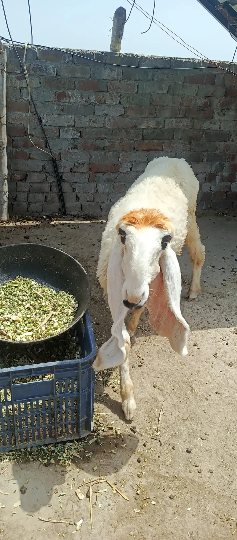 sheep/chatra/kajli sheep — photo 2