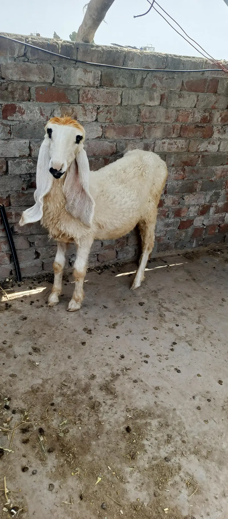 sheep/chatra/kajli sheep — photo 3