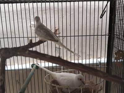 Pied Dove Pair