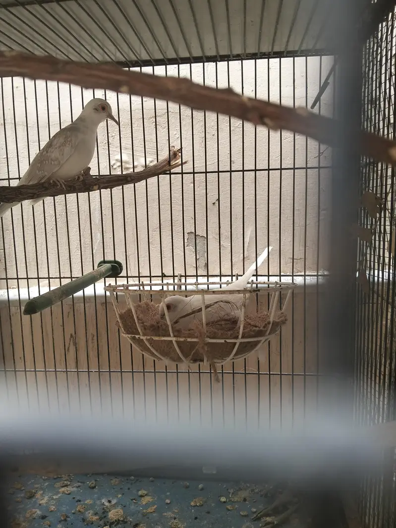 Pied Dove Pair — photo 3