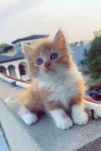 persian kitten for sale