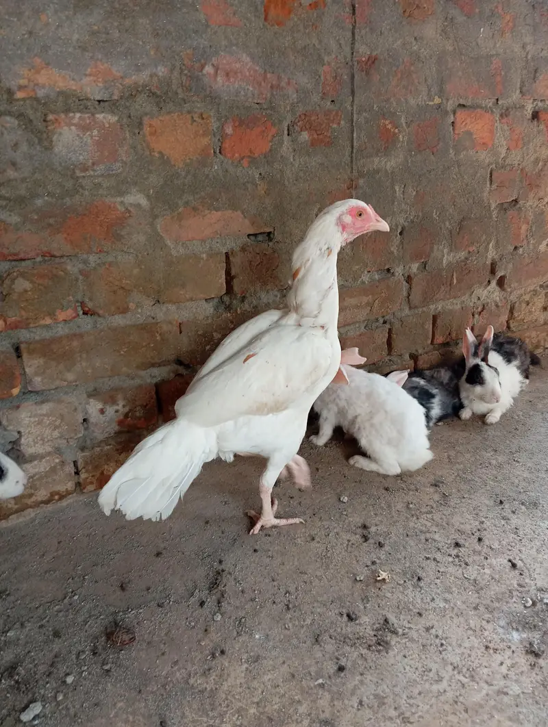 2 Aseel Females high quality — photo 2