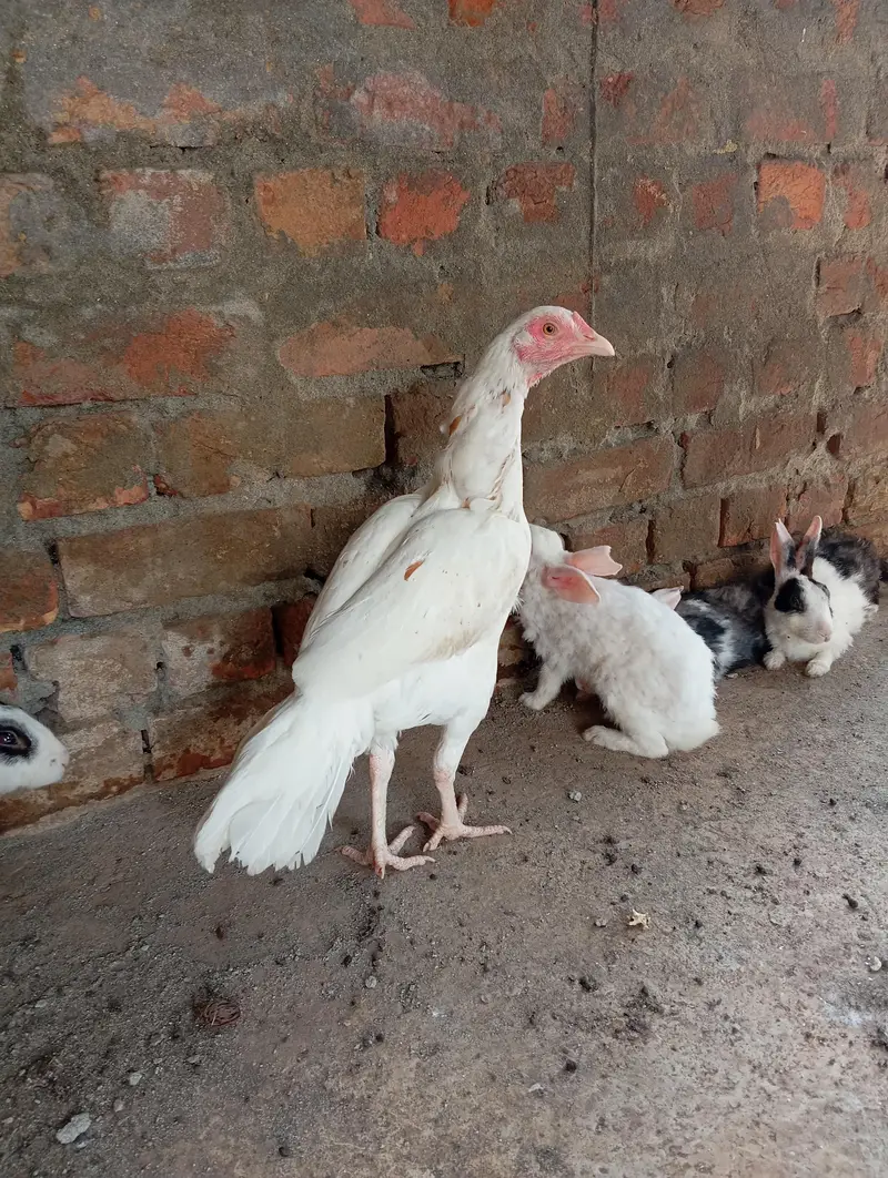 2 Aseel Females high quality — photo 3