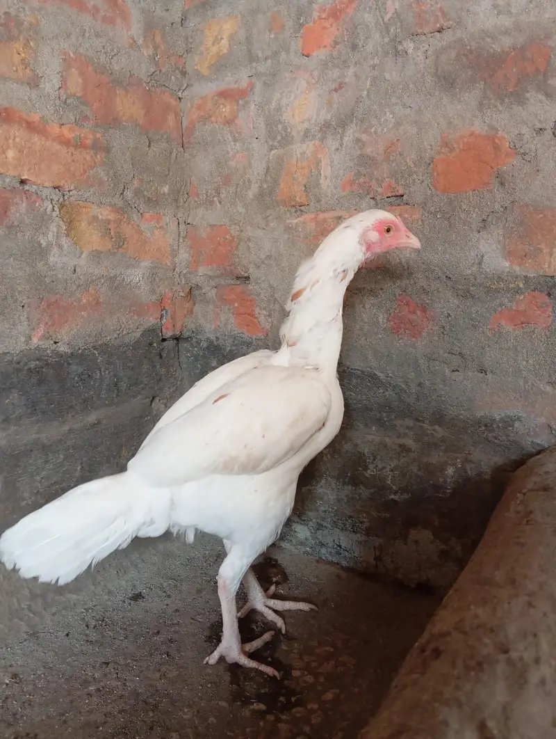 2 Aseel Females high quality — photo 5