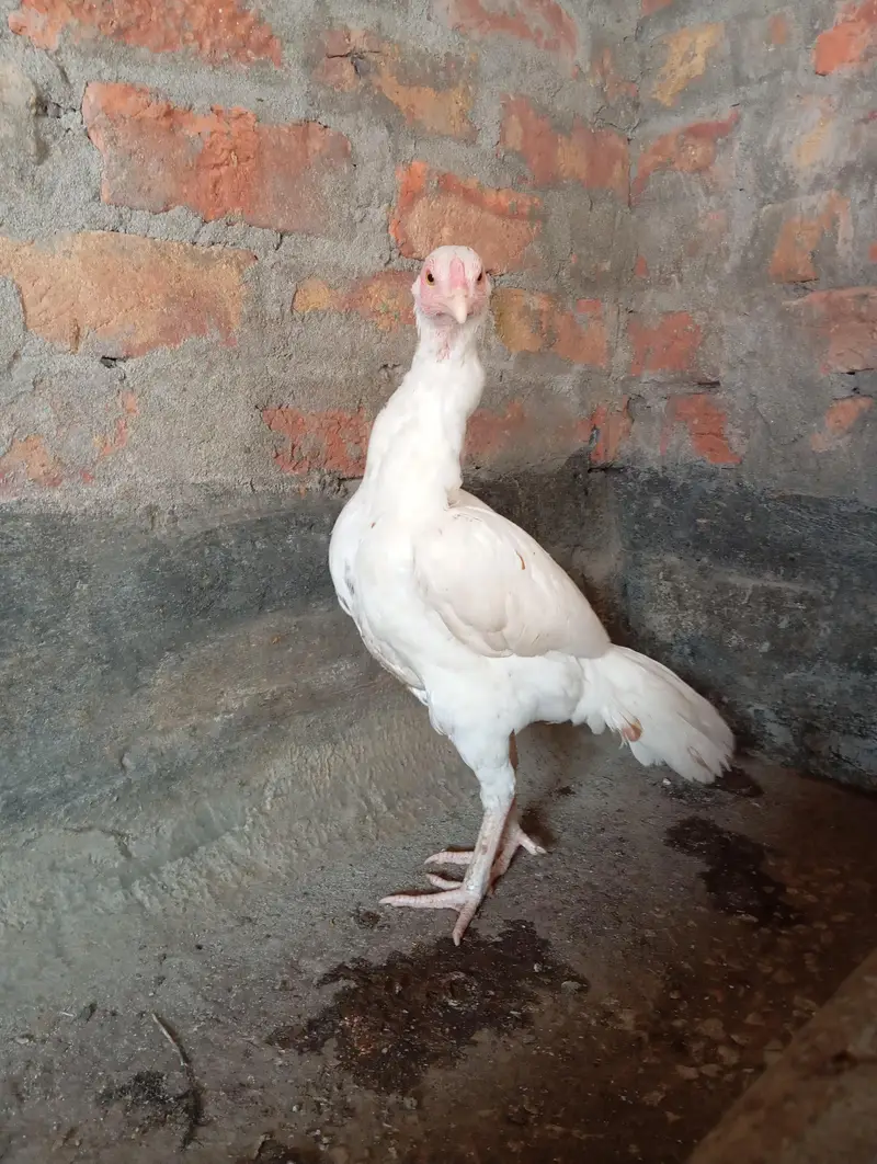 2 Aseel Females high quality — photo 7