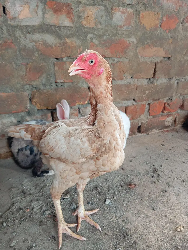 2 Aseel Females high quality — photo 10